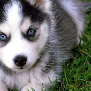Cachorro Husky Adorable