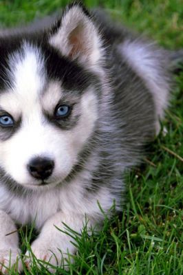 Cachorro Husky Adorable