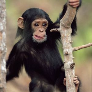 Tierno Bebé Chimpancé