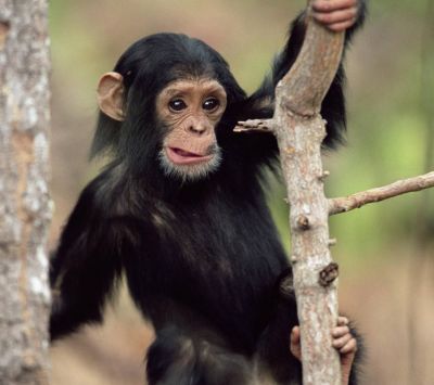Tierno Bebé Chimpancé