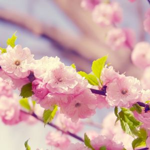 Belleza de la Flor de Cerezo