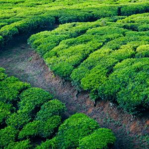 Campos de Té Verde