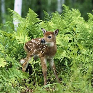 Faunito Adorable en Helechos Verdes