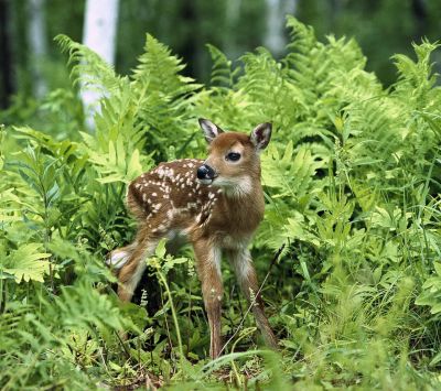 Faunito Adorable en Helechos Verdes