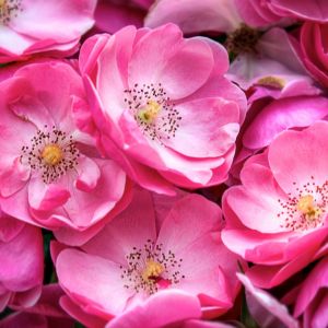 Hermosas Rosas Rosadas