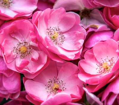Hermosas Rosas Rosadas