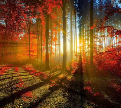 Atardecer en el Bosque Otoñal