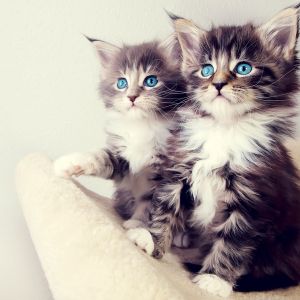 Gatitos Lindos con Ojos Azules