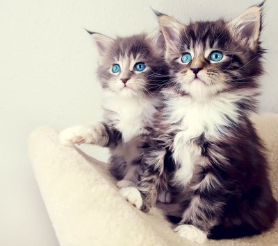 Gatitos Lindos con Ojos Azules