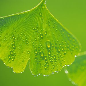 Hoja de Ginkgo con gotas de rocío