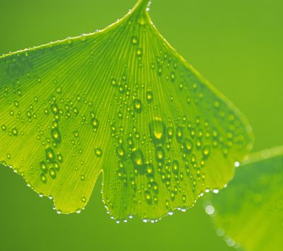 Hoja de Ginkgo con gotas de rocío