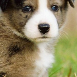 Cachorro Adorable