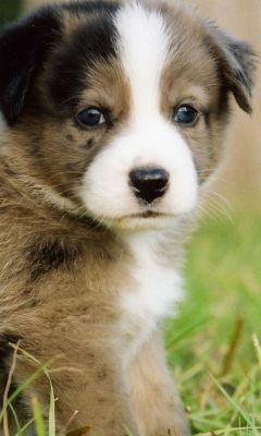 Cachorro Adorable