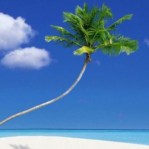 Palmera en Playa Tropical