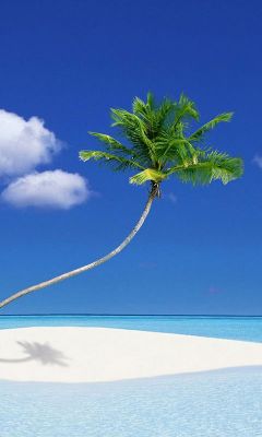 Palmera en Playa Tropical