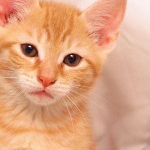 Gatito Naranja Adorable