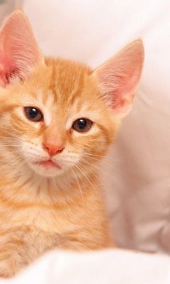 Gatito Naranja Adorable - wallpaper preview