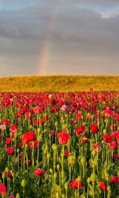 Campo de Amapolas Vibrantes con Arcoíris