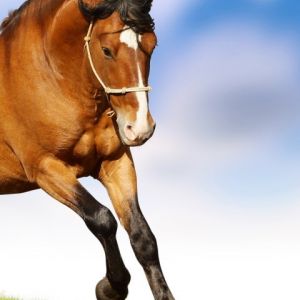 Caballo Corriendo