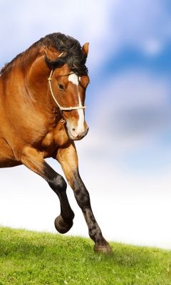 Caballo Corriendo