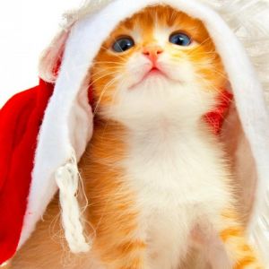Gatito Adorable con Sombrero de Santa