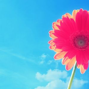 Flor Rosa Vibrante