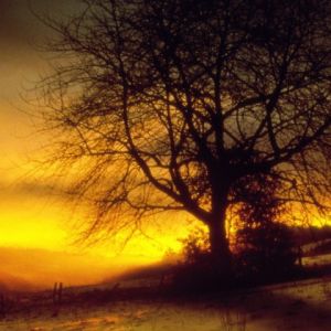 Silhouette de árbol al atardecer