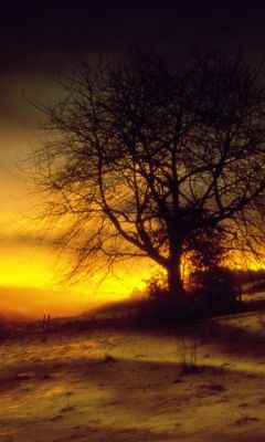 Silhouette de árbol al atardecer