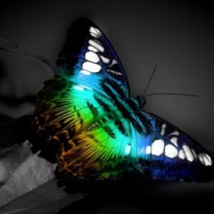 Mariposa Colorida