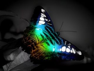 Mariposa Colorida