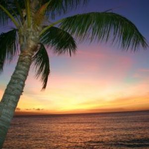 Atardecer Tropical con Palma