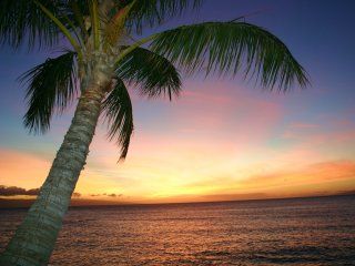 Atardecer Tropical con Palma