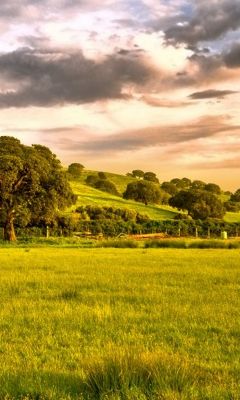 Paisaje Verde Sereno