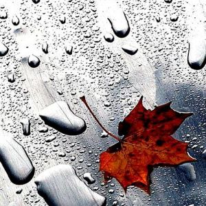 Gotas de Lluvia en Hoja