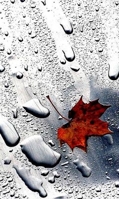 Gotas de Lluvia en Hoja