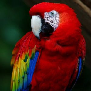 Colorido Guacamayo Escarlata