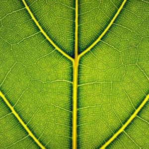 Textura de Hoja Verde Detallada