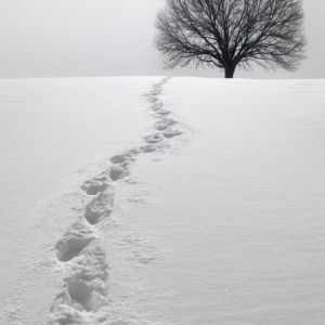 Paisaje nevado con árbol