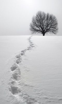 Paisaje nevado con árbol