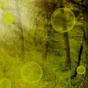 Bosque Místico con Orbes Brillantes