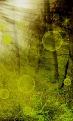 Bosque Místico con Orbes Brillantes