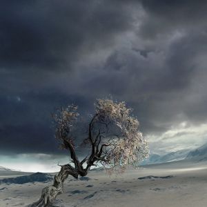 Árbol Solitario en Paisaje Desértico