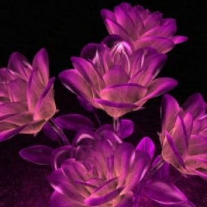 Lotoses Morados Vibrantes