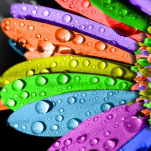 Pétalos de Flor Coloridos con Gotas de Agua