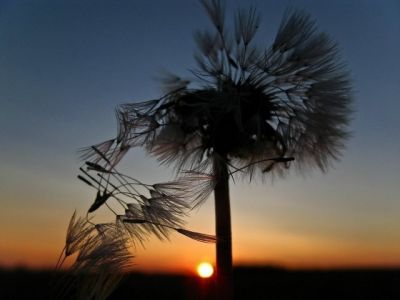 Diente de león al atardecer