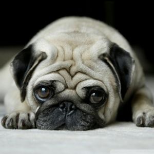 Pug Adorable