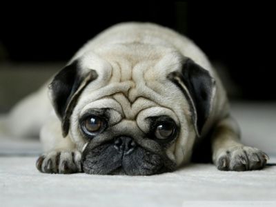 Pug Adorable