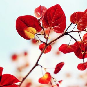 Hojas Rojas Vibrantes