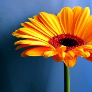 Flor Amarilla Vibrante