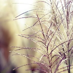 Hierba Delicada de la Naturaleza